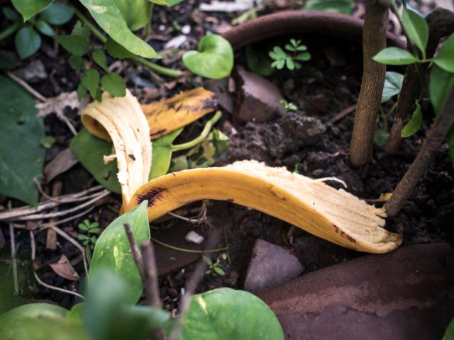 Entierre las cáscaras de plátano debajo de las plantas