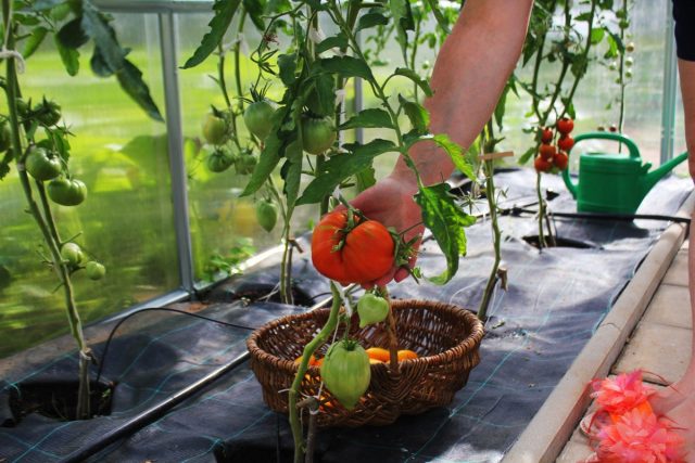 Se necesita un mes de buen tiempo para que todos los tomates maduren.