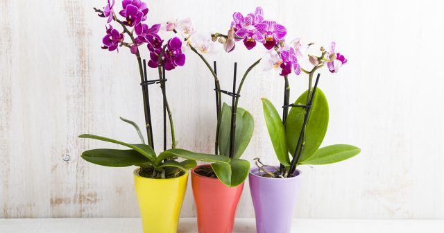 Las orquídeas deben colocarse lejos de aparatos de calefacción, luz brillante y corrientes de aire.
