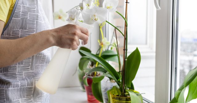 El riego inadecuado puede destruir fácilmente incluso una orquídea sana, y las plantas debilitadas son doblemente sensibles a tales violaciones.
