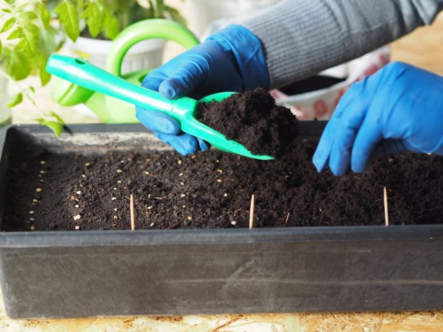 La siembra demasiado temprana es el error más común en el cultivo de plántulas de tomate.
