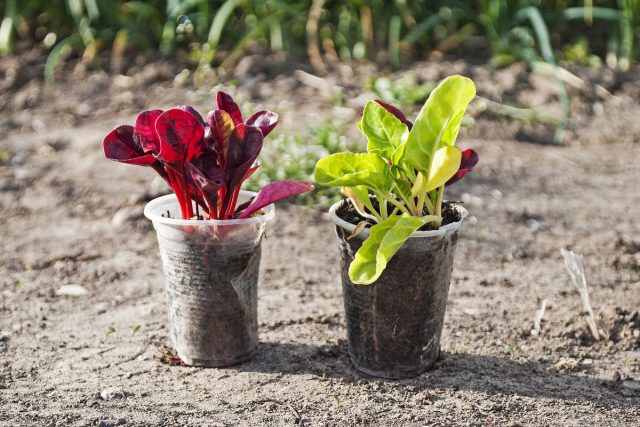 Al cultivar sus propias plántulas, puede obtener una cosecha completa de plantas bienales en el primer año de vegetación.