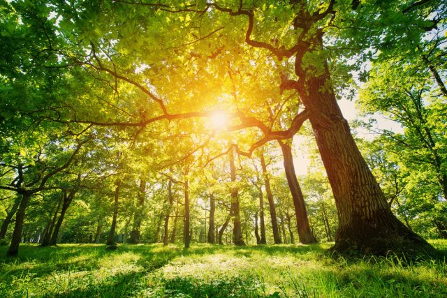 En el lado sur de los árboles, donde reciben la máxima luz solar, hay más hojas, ramas más largas y una copa más densa.