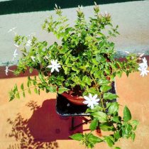 Jazmín de flor grande o jazmín español (Jasminum grandiflorum)