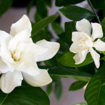 Gardenia de Tahití y Gardenia de jazmín