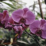 orquidea phalaenopsis,
