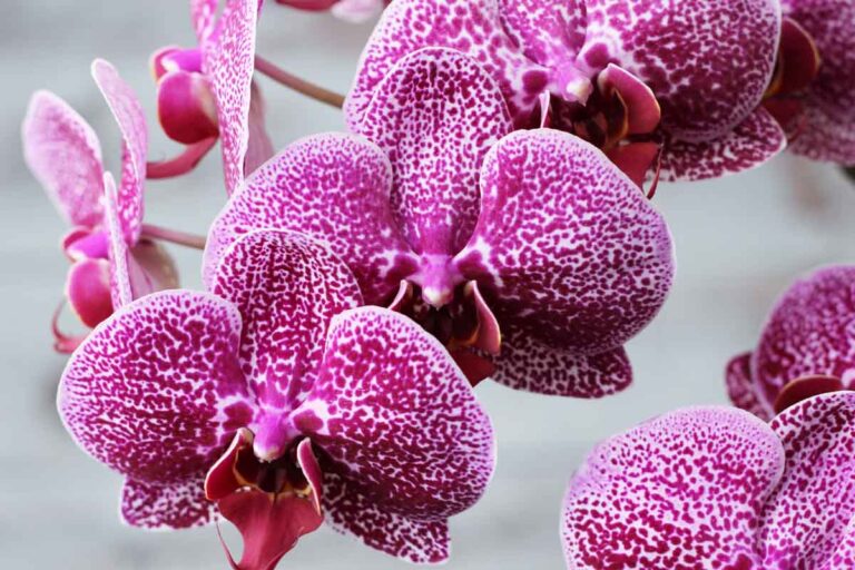 orquidea-purpura